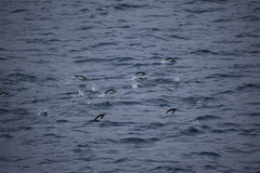 Pygoscelis antarcticus