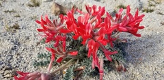 Astragalus coccineus