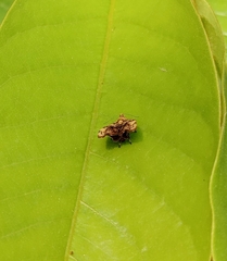 Choreutis