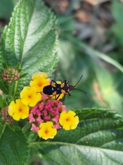 Oncopeltus famelicus