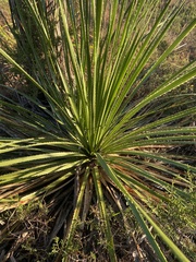 Dasylirion texanum