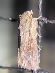 Persectania dyscrita