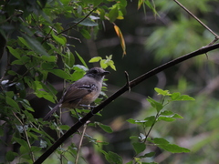 Thamnophilus caerulescens