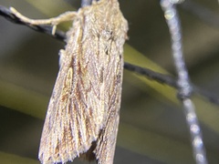 Persectania dyscrita