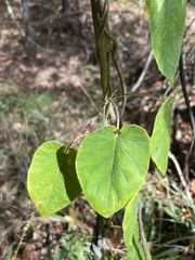 Gonolobus suberosus
