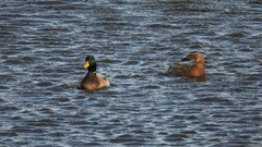 Anas platyrhynchos platyrhynchos