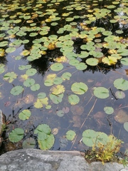 Nymphaea odorata