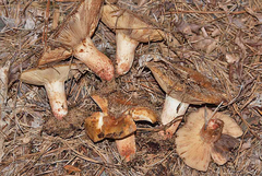 Russula ventricosipes