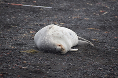 Leptonychotes weddellii