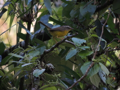 Basileuterus culicivorus
