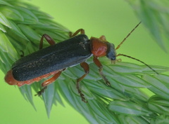 Cantharis pellucida