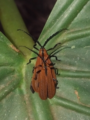 Lycinae