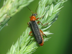 Cantharis pellucida