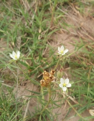 Spergula