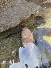 Athyonidium chilensis