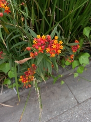 Asclepias curassavica