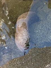 Athyonidium chilensis