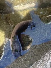 Athyonidium chilensis