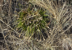 Carex pediformis