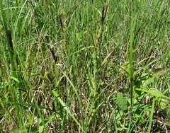 Carex acutiformis
