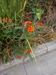 Asclepias curassavica