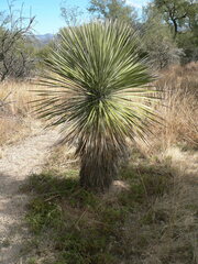 Yucca elata