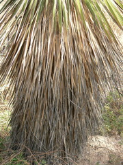 Yucca elata
