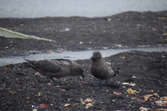 Stercorarius antarcticus