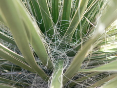 Yucca elata