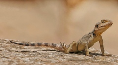 Laudakia vulgaris