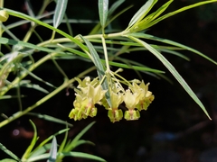 Gomphocarpus fruticosus