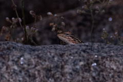 Psammophilus dorsalis