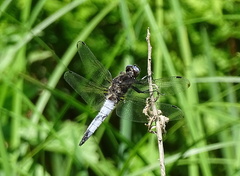 Libellula fulva