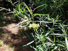 Gomphocarpus fruticosus