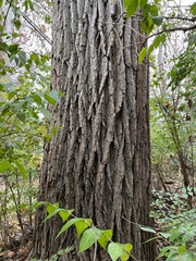 Populus deltoides