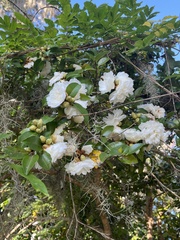Theaceae