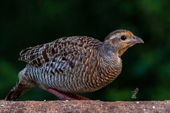 Ortygornis pondicerianus