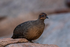 Galloperdix lunulata