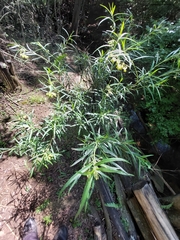 Gomphocarpus fruticosus