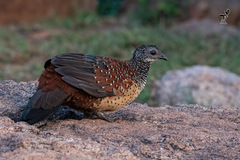 Galloperdix lunulata