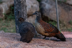 Galloperdix lunulata