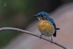 Cyornis tickelliae