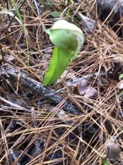Sarracenia minor