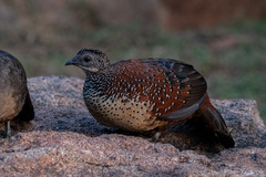 Galloperdix lunulata