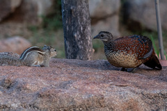 Galloperdix lunulata