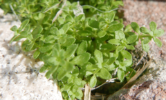 Galium murale