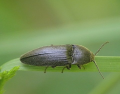 Melanotus punctolineatus