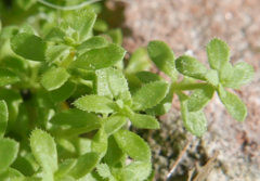 Galium murale