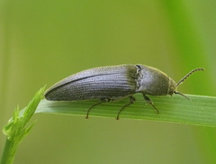 Melanotus punctolineatus