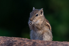 Funambulus palmarum